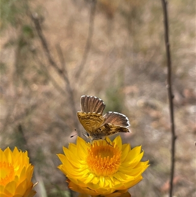 Neolucia agricola (Fringed Heath-blue) at Cook, ACT - 9 Nov 2024 by LeahColebrook