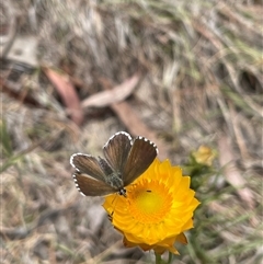 Neolucia agricola at Cook, ACT - suppressed