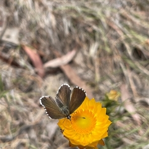 Neolucia agricola at Cook, ACT - suppressed