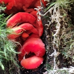 Aurantiporus pulcherrimus (Strawberry bracket) at Luina, TAS - 7 Nov 2024 by LyndalT