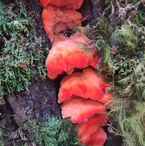 Aurantiporus pulcherrimus at Luina, TAS - 7 Nov 2024 10:51 AM