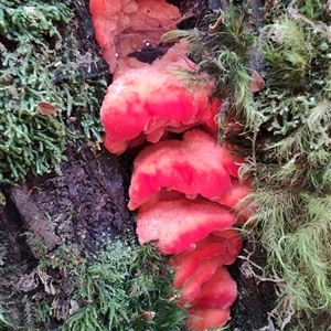 Aurantiporus pulcherrimus at Luina, TAS - 7 Nov 2024 10:51 AM