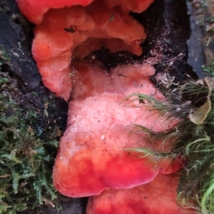 Aurantiporus pulcherrimus at Luina, TAS - 7 Nov 2024