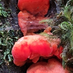 Aurantiporus pulcherrimus at Luina, TAS - 7 Nov 2024 10:51 AM