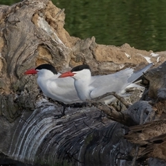 Hydroprogne caspia (Caspian Tern) at Fyshwick, ACT - 8 Nov 2024 by rawshorty