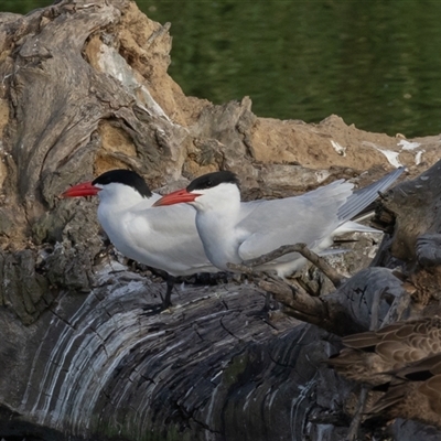 Hydroprogne caspia (Caspian Tern) at Fyshwick, ACT - 9 Nov 2024 by rawshorty