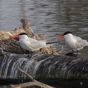 Hydroprogne caspia at Fyshwick, ACT - 9 Nov 2024