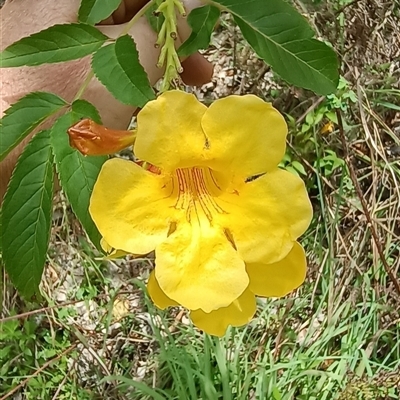 Unidentified Plant at Pipeclay, NSW - 5 Oct 2024 by MVM