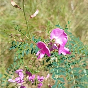 Indigofera australis subsp. australis at Pipeclay, NSW - suppressed