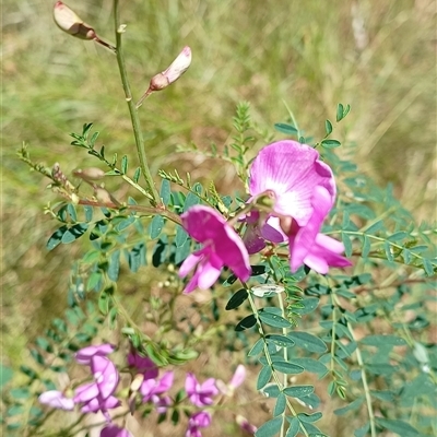 Indigofera australis subsp. australis (Australian Indigo) at Pipeclay, NSW - 11 Oct 2024 by MVM