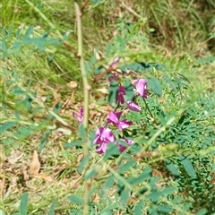 Indigofera australis subsp. australis at Pipeclay, NSW - suppressed