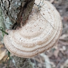 Unidentified Fungus at Pipeclay, NSW - 5 Oct 2024 by MVM