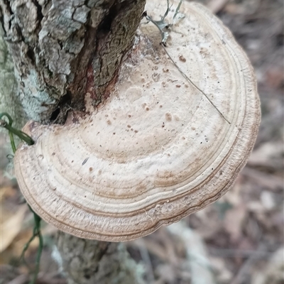 Unidentified Fungus at Pipeclay, NSW - 5 Oct 2024 by MVM