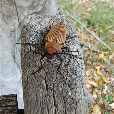 Unidentified Beetle (Coleoptera) at Pipeclay, NSW - 1 Nov 2024 by MVM