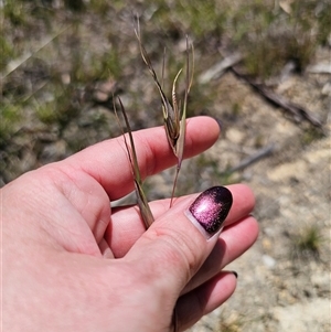 Themeda triandra at Captains Flat, NSW - 9 Nov 2024 01:14 PM