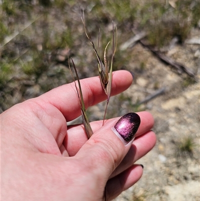 Themeda triandra (Kangaroo Grass) at Captains Flat, NSW - 9 Nov 2024 by Csteele4