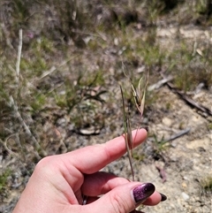 Themeda triandra at Captains Flat, NSW - 9 Nov 2024 01:14 PM