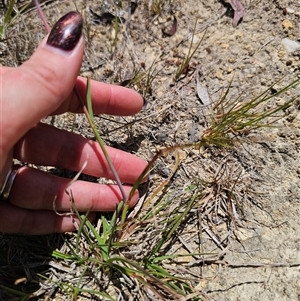 Themeda triandra at Captains Flat, NSW - 9 Nov 2024 01:14 PM