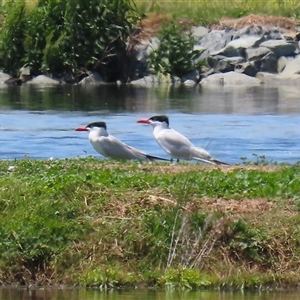 Hydroprogne caspia at Fyshwick, ACT - 9 Nov 2024