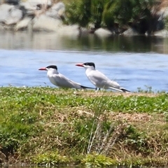 Hydroprogne caspia at Fyshwick, ACT - 9 Nov 2024