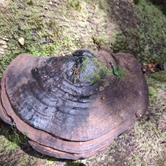 Ganoderma australe at Guildford, TAS - 7 Nov 2024 by LyndalT