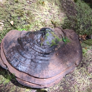 Ganoderma australe at Guildford, TAS - 7 Nov 2024 11:00 AM