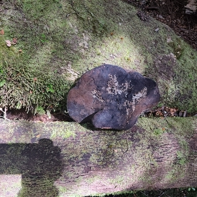 Ganoderma australe at Guildford, TAS - 7 Nov 2024 by LyndalT