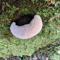 Unidentified Underside smooth or wrinkled/roughened <Stereum etc> at Guildford, TAS - 7 Nov 2024 by LyndalT