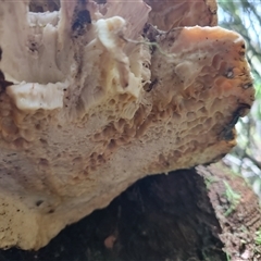 Unverified Cap on a stem; pores below cap [boletes & stemmed polypores] at Guildford, TAS - 7 Nov 2024 by LyndalT