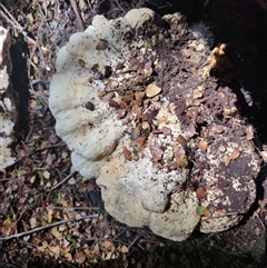 Unverified Cap on a stem; pores below cap [boletes & stemmed polypores] at Guildford, TAS - 7 Nov 2024 by LyndalT