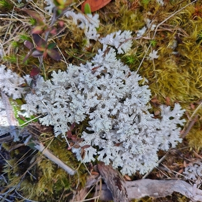 Cladia sp. (genus) at Luina, TAS - 7 Nov 2024 by LyndalT