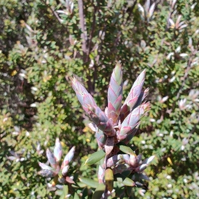 Cyathodes straminea (Spreading cheeseberry) at Luina, TAS - 7 Nov 2024 by LyndalT