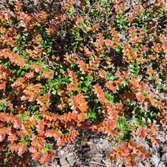 Nothofagus cunninghamii (Myrtle Beech) at Luina, TAS - 7 Nov 2024 by LyndalT