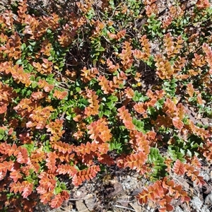 Nothofagus cunninghamii at Luina, TAS - 7 Nov 2024 11:39 AM