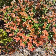 Nothofagus cunninghamii at Luina, TAS - 7 Nov 2024 11:39 AM