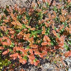 Nothofagus cunninghamii at Luina, TAS - 7 Nov 2024 11:39 AM