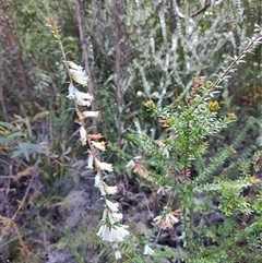 Epacris impressa (Common Heath) at Savage River, TAS - 7 Nov 2024 by LyndalT