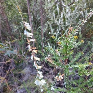 Epacris impressa at Savage River, TAS - 7 Nov 2024 12:14 PM