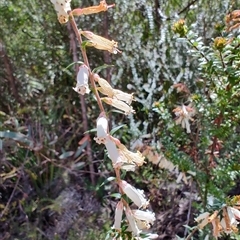 Epacris impressa at Savage River, TAS - 7 Nov 2024 12:14 PM