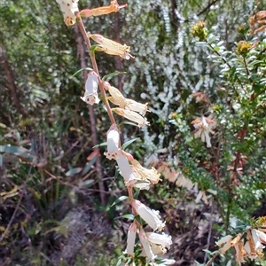 Epacris impressa at Savage River, TAS - 7 Nov 2024