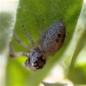 Opisthoncus sp. (genus) at Canberra, ACT - 9 Nov 2024