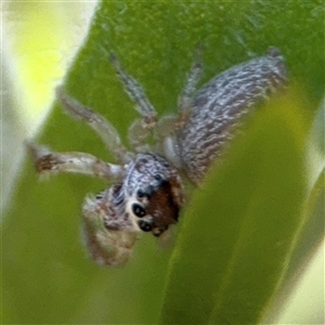 Opisthoncus sp. (genus) at Canberra, ACT - 9 Nov 2024