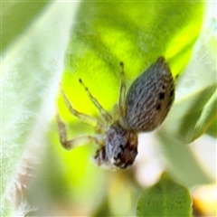 Opisthoncus sp. (genus) at Canberra, ACT - 9 Nov 2024