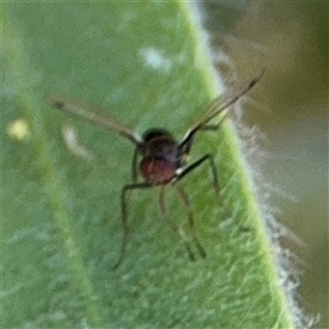 Parapalaeosepsis plebeia at Canberra, ACT - 9 Nov 2024 01:45 PM