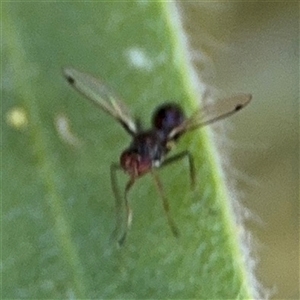 Parapalaeosepsis plebeia at Canberra, ACT - 9 Nov 2024 01:45 PM