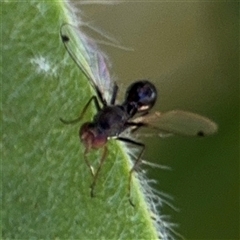 Parapalaeosepsis plebeia at Canberra, ACT - 9 Nov 2024 01:45 PM