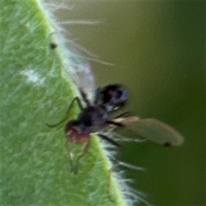 Parapalaeosepsis plebeia at Canberra, ACT - 9 Nov 2024 01:45 PM