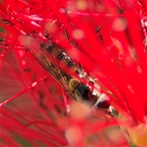 Melangyna sp. (genus) at Canberra, ACT - 9 Nov 2024