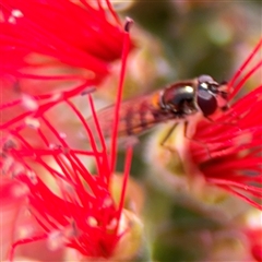 Melangyna sp. (genus) at Canberra, ACT - 9 Nov 2024