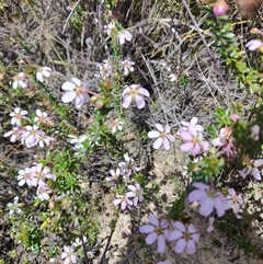 Bauera rubioides (Wiry Bauera) at Savage River, TAS - 7 Nov 2024 by LyndalT